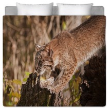 Bobcat (Lynx Rufus) Stretches Out Bedding 100224054