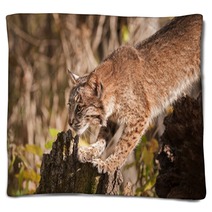 Bobcat (Lynx Rufus) Stretches Out Blankets 100224054