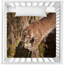 Bobcat (Lynx Rufus) Stretches Out Nursery Decor 100224054