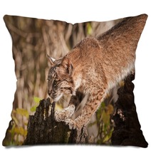 Bobcat (Lynx Rufus) Stretches Out Pillows 100224054