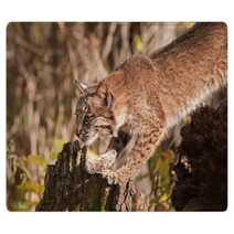 Bobcat (Lynx Rufus) Stretches Out Rugs 100224054
