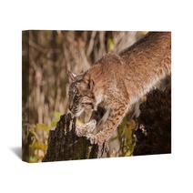 Bobcat (Lynx Rufus) Stretches Out Wall Art 100224054