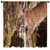 Bobcat (Lynx Rufus) Stretches Out Window Curtains 100224054
