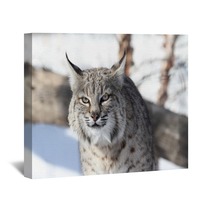 Bobcat (Lynx Rufus) Wall Art 28742681