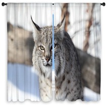 Bobcat (Lynx Rufus) Window Curtains 28742681
