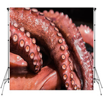 Boiled Octopus Backdrops 89833952