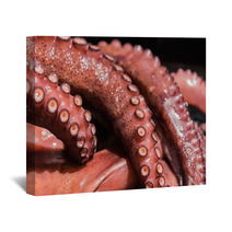 Boiled Octopus Wall Art 89833952