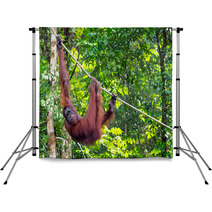 Borneo Orangutan At The Semenggoh Nature Reserve Near Kuching, M Backdrops 68053988