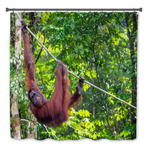 Borneo Orangutan At The Semenggoh Nature Reserve Near Kuching, M Bath Decor 68053988
