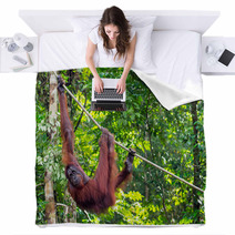 Borneo Orangutan At The Semenggoh Nature Reserve Near Kuching, M Blankets 68053988