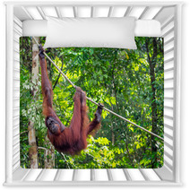 Borneo Orangutan At The Semenggoh Nature Reserve Near Kuching, M Nursery Decor 68053988