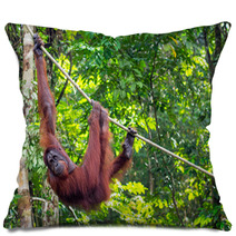 Borneo Orangutan At The Semenggoh Nature Reserve Near Kuching, M Pillows 68053988