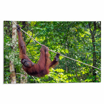 Borneo Orangutan At The Semenggoh Nature Reserve Near Kuching, M Rugs 68053988