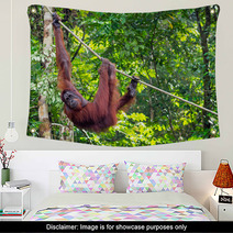 Borneo Orangutan At The Semenggoh Nature Reserve Near Kuching, M Wall Art 68053988