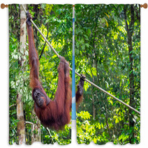 Borneo Orangutan At The Semenggoh Nature Reserve Near Kuching, M Window Curtains 68053988