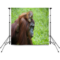 Borneo Orangutan Backdrops 81611886