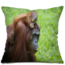 Borneo Orangutan Pillows 81611886