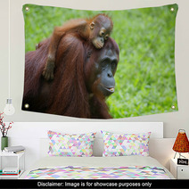 Borneo Orangutan Wall Art 81611886