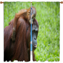 Borneo Orangutan Window Curtains 81611886