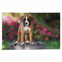 Boxer Puppy Standing On Wooden Crate Rugs 57114473