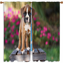 Boxer Puppy Standing On Wooden Crate Window Curtains 57114473