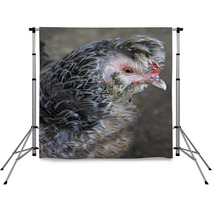 Breeds Curly Chicken In The Farm Backdrops 93619996