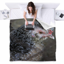 Breeds Curly Chicken In The Farm Blankets 93619996