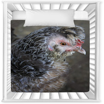 Breeds Curly Chicken In The Farm Nursery Decor 93619996