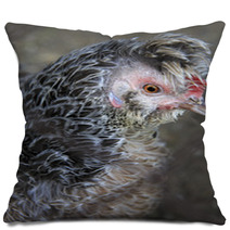 Breeds Curly Chicken In The Farm Pillows 93619996