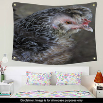 Breeds Curly Chicken In The Farm Wall Art 93619996