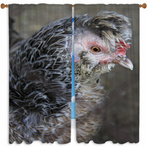 Breeds Curly Chicken In The Farm Window Curtains 93619996