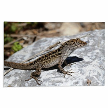 Brown Anole Lizard (Anolis Sagrei) Rugs 67748465