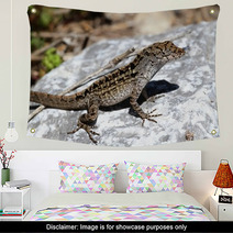 Brown Anole Lizard (Anolis Sagrei) Wall Art 67748465