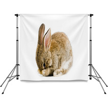 Brown Baby Bunny Isolated On White Background Backdrops 28327981