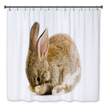 Brown Baby Bunny Isolated On White Background Bath Decor 28327981