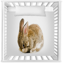 Brown Baby Bunny Isolated On White Background Nursery Decor 28327981