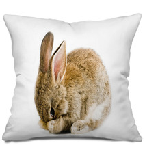 Brown Baby Bunny Isolated On White Background Pillows 28327981