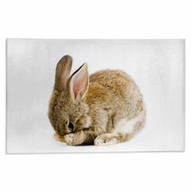Brown Baby Bunny Isolated On White Background Rugs 28327981