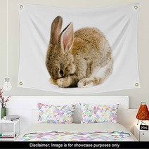 Brown Baby Bunny Isolated On White Background Wall Art 28327981