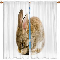 Brown Baby Bunny Isolated On White Background Window Curtains 28327981