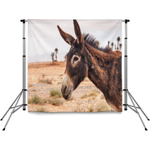 Brown Donkey Backdrops 72368843