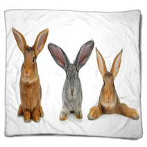 Brown Rabbit Blankets 42621192