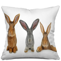 Brown Rabbit Pillows 42621192