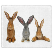Brown Rabbit Rugs 42621192