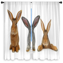 Brown Rabbit Window Curtains 42621192