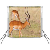 Buck Impala Antelope Backdrops 93744771