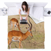 Buck Impala Antelope Blankets 93744771