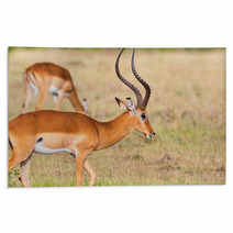 Buck Impala Antelope Rugs 93744771