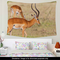 Buck Impala Antelope Wall Art 93744771