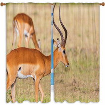 Buck Impala Antelope Window Curtains 93744771